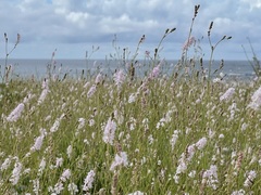 Boerhavia xantii