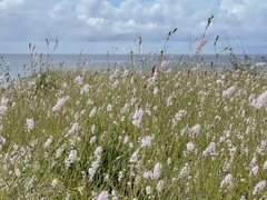 Boerhavia xantii