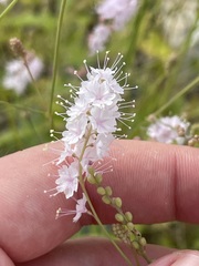 Boerhavia xantii
