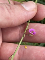 Tephrosia vicioides