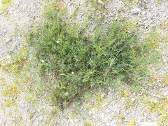 Tephrosia vicioides