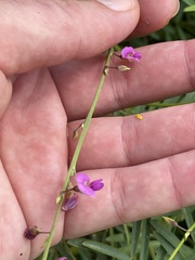 Tephrosia vicioides