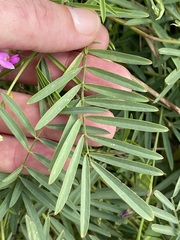 Tephrosia vicioides