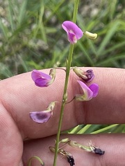Tephrosia vicioides