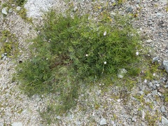 Tephrosia vicioides