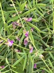 Tephrosia vicioides