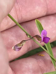 Tephrosia vicioides