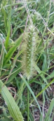 Setaria