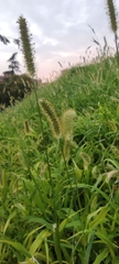 Setaria