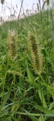 Setaria