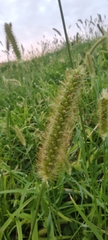 Setaria