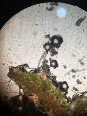 Penicillium