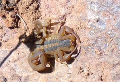 Centruroides baldazoi