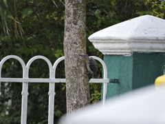 Melanerpes aurifrons