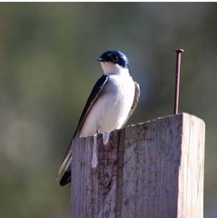 Tachycineta leucopyga