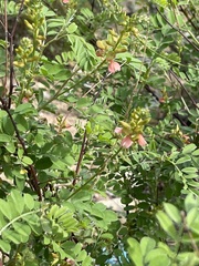 Indigofera fruticosa