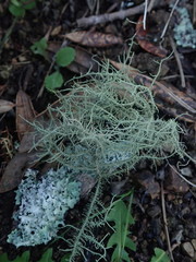 Usnea baileyi