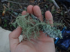 Usnea baileyi