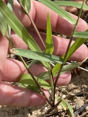 Urochloa arizonica