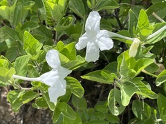 Ruellia leucantha