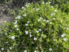 Ruellia leucantha