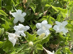 Ruellia leucantha