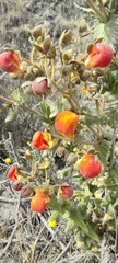 Calceolaria pisacomensis