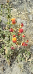 Calceolaria pisacomensis