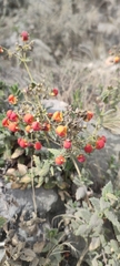 Calceolaria pisacomensis
