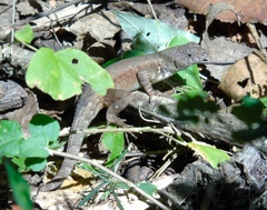 Sceloporus nelsoni