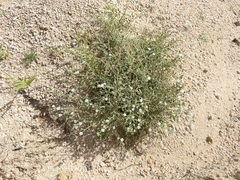 Drymaria holosteoides