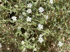 Drymaria holosteoides