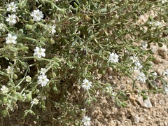 Drymaria holosteoides