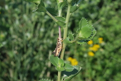 Melanoplus occidentalis