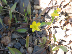 Ranunculus gmelinii