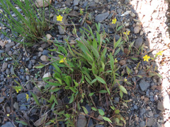 Ranunculus gmelinii