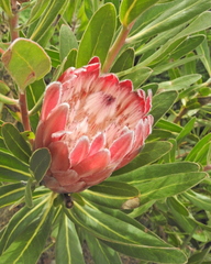 Protea compacta × susannae