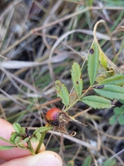 Rosa foliolosa