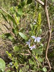 Scaevola angustata