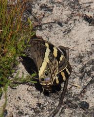 Aeropetes tulbaghia