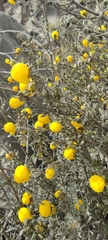 Calceolaria inamoena