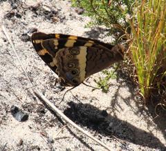 Aeropetes tulbaghia