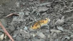 Byblia anvatara acheloia