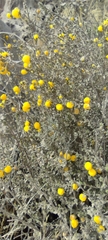 Calceolaria inamoena