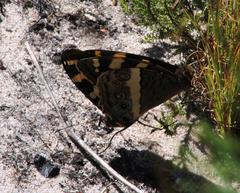 Aeropetes tulbaghia