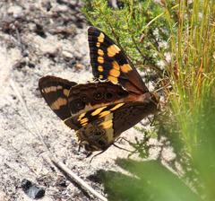 Aeropetes tulbaghia