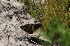 Aeropetes tulbaghia