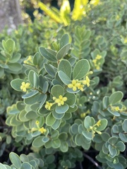 Wikstroemia uva-ursi