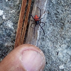Latrodectus curacaviensis