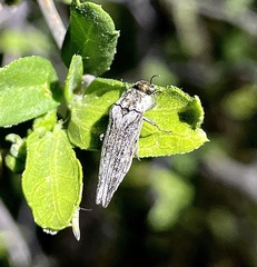 Agrilus cavifrons